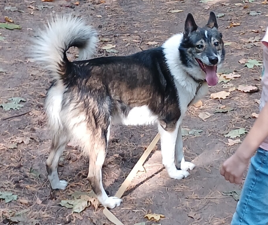 Пропала собака в Тольятти — фото объявления