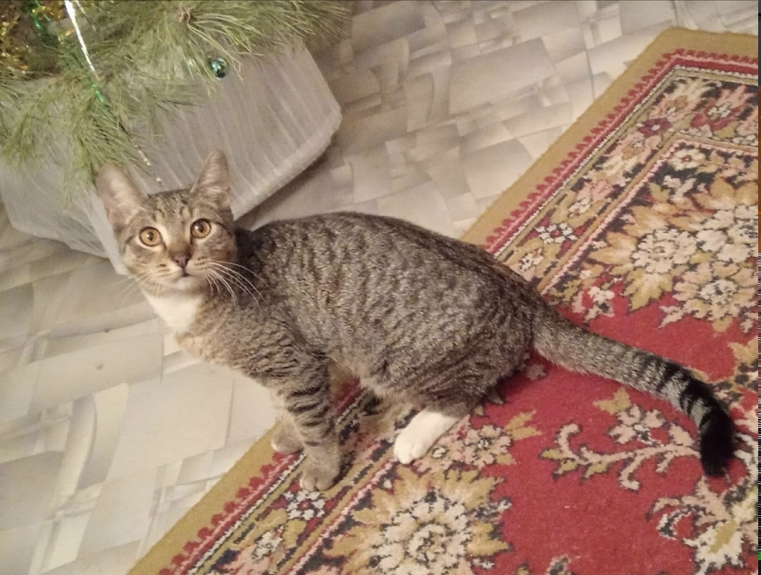 Найдена кошка в Тольятти — фото объявления