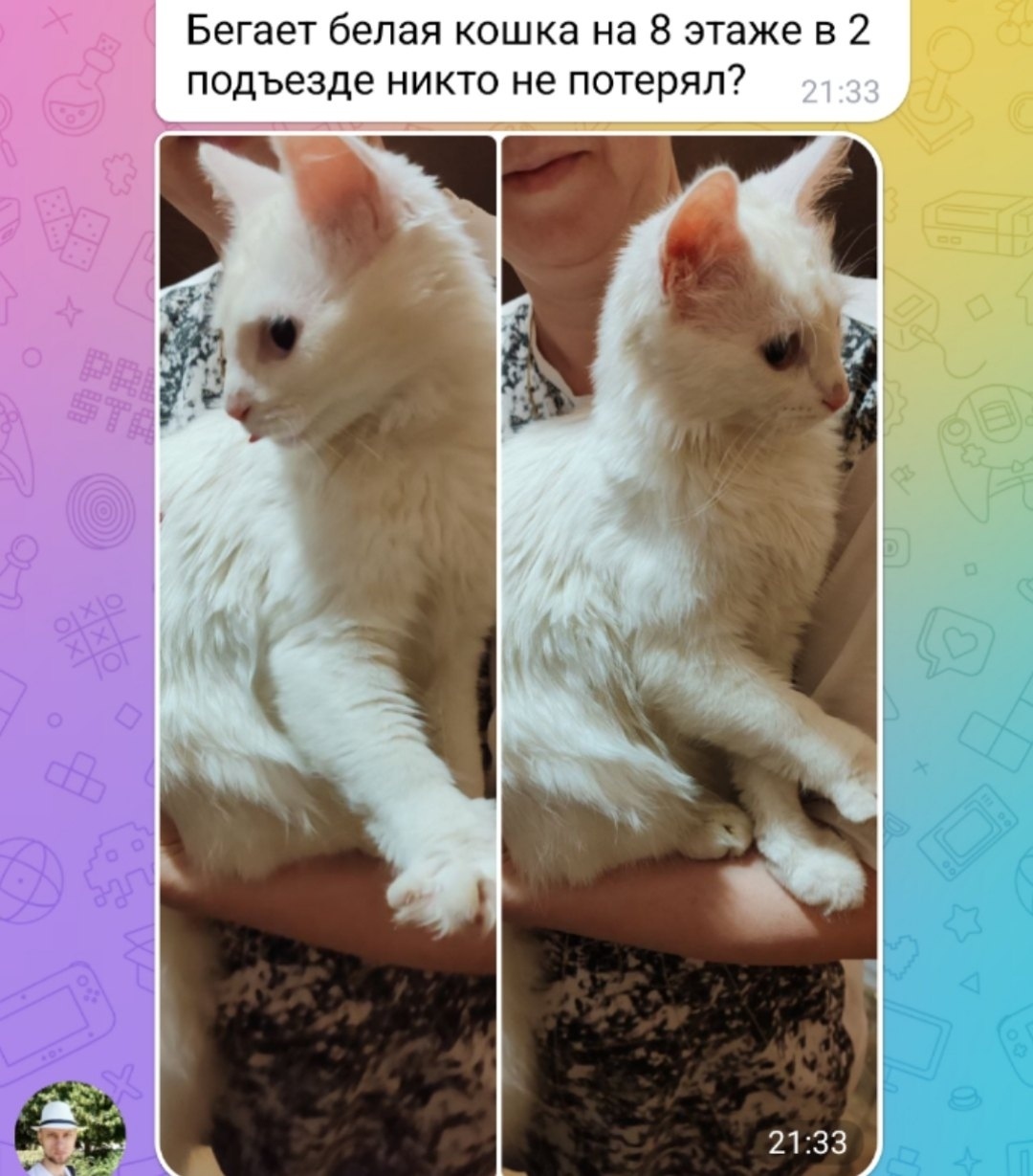 Найдена кошка в Тольятти — фото объявления