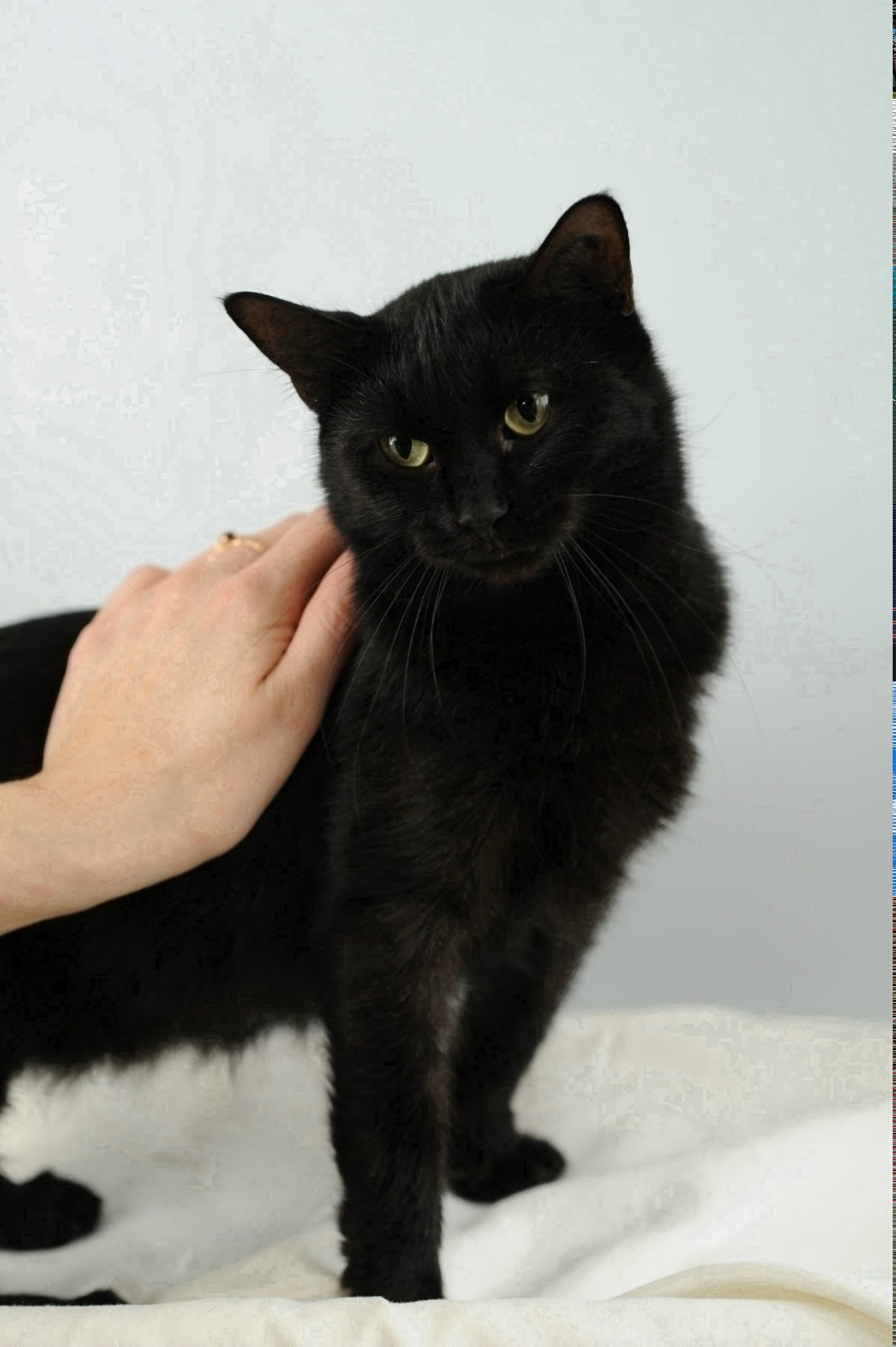 Найдена кошка в Тольятти — фото объявления