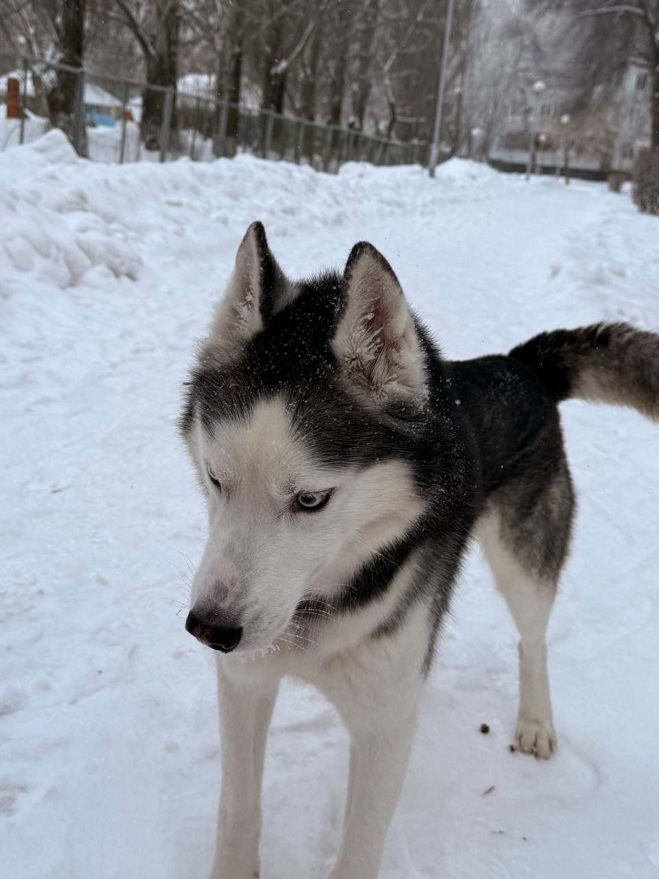 Найдена собака в Тольятти — фото объявления