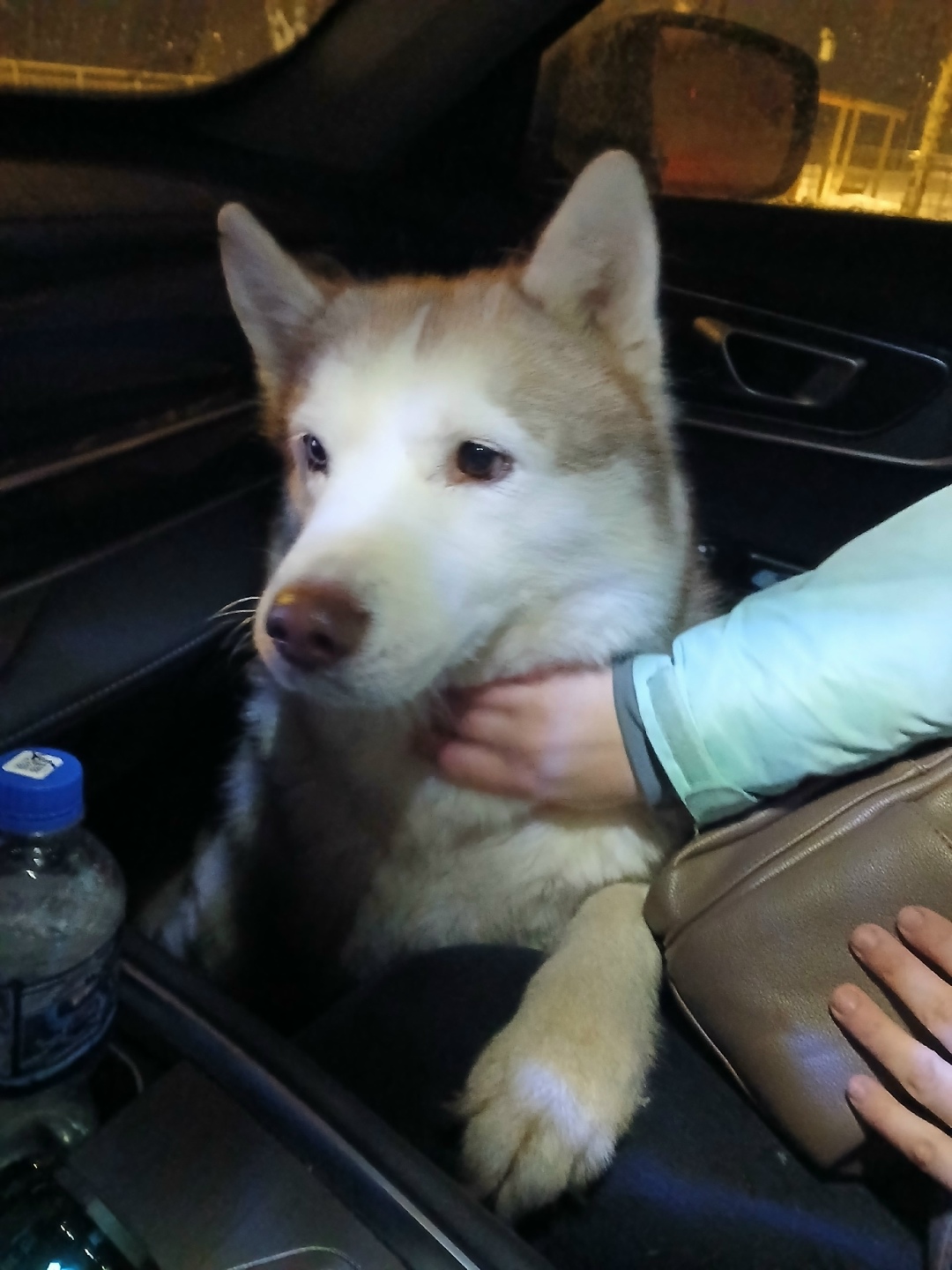 Найдена собака в Тольятти — фото объявления