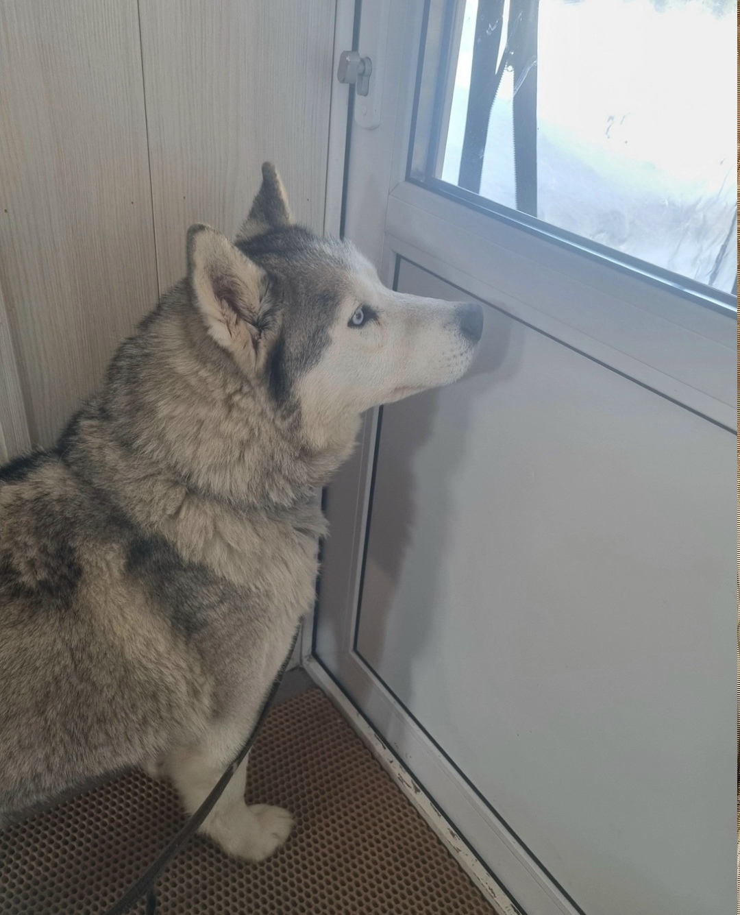 Найдена собака в Тольятти — фото объявления