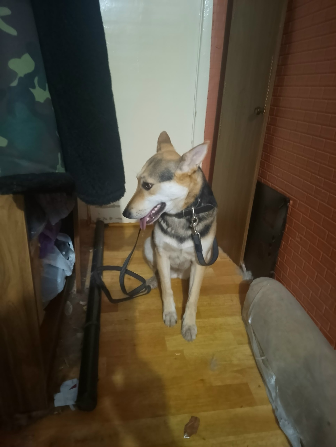 Найдена собака в Тольятти — фото объявления