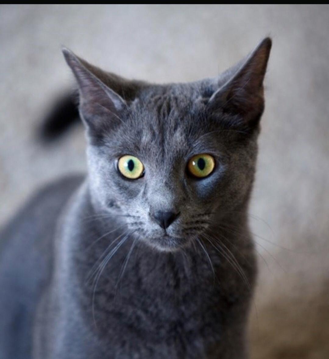 Пропала кошка в Тольятти — фото объявления