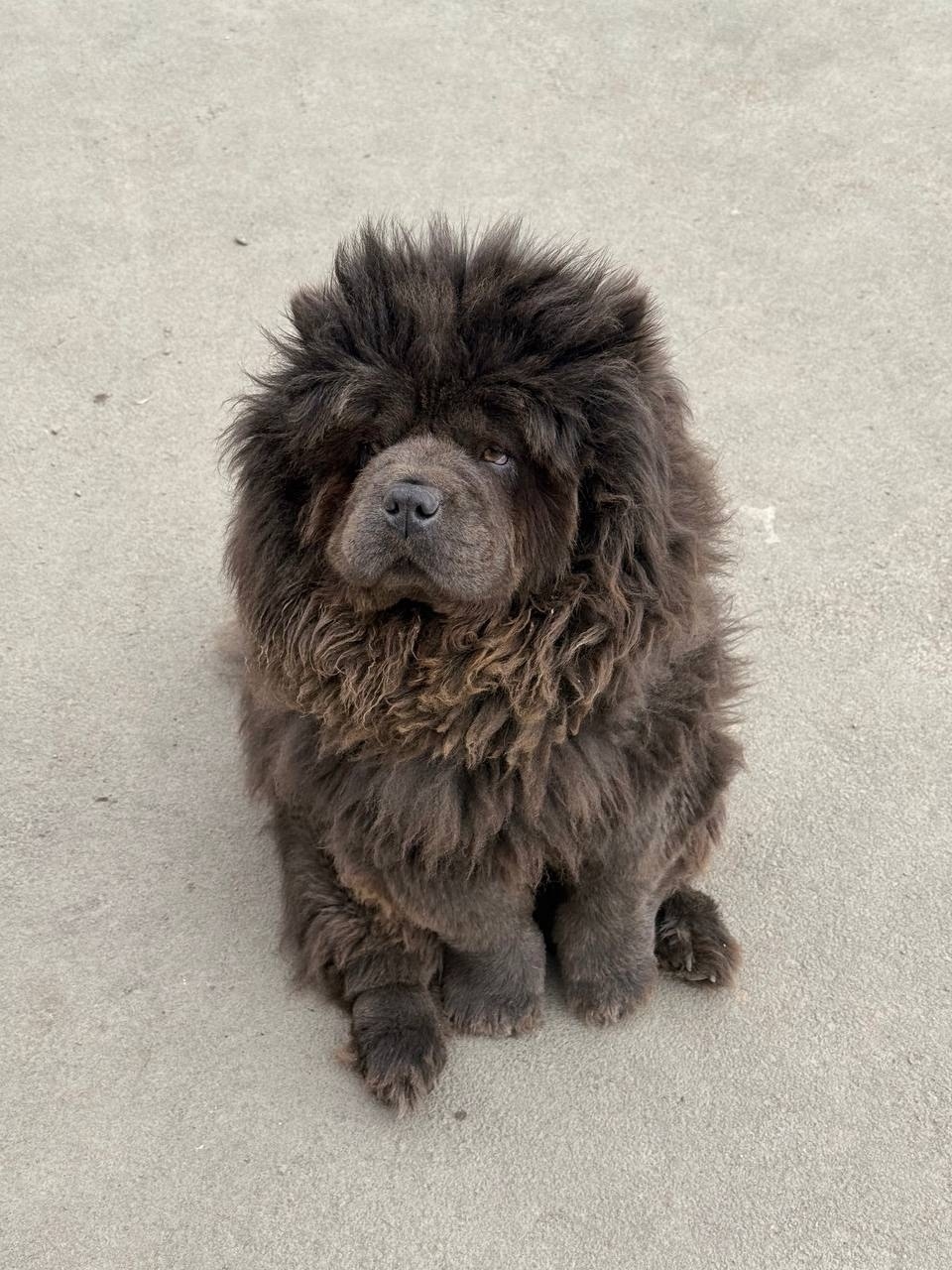 Найдена собака в Тольятти — фото объявления