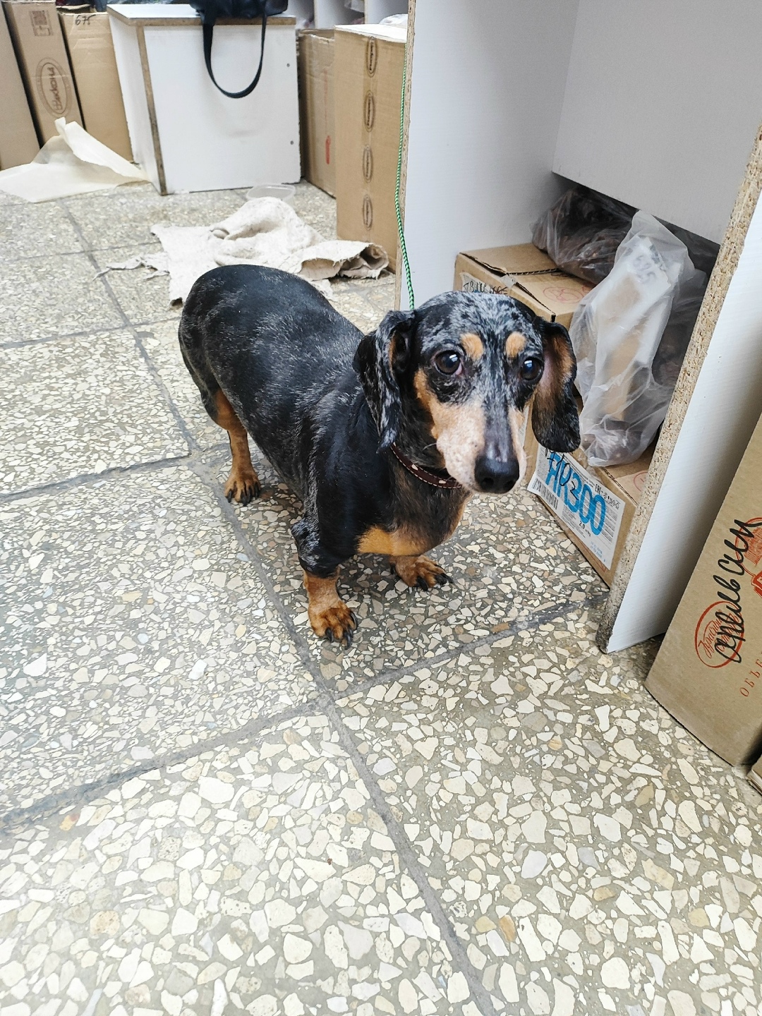 Найдена собака в Тольятти — фото объявления