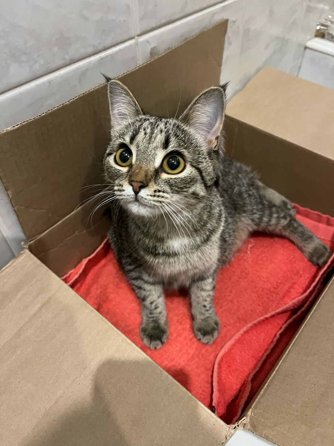 Найдена кошка в Тольятти — фото объявления