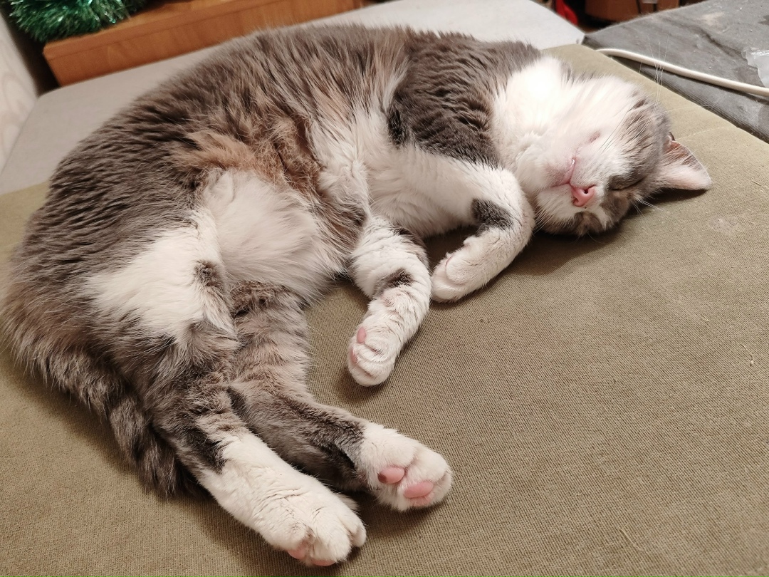 Пропала кошка в Тольятти — фото объявления