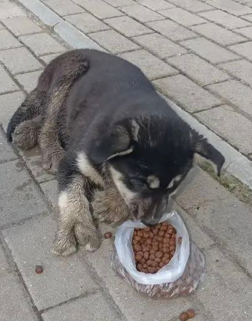 Найдена собака в Тольятти — фото объявления