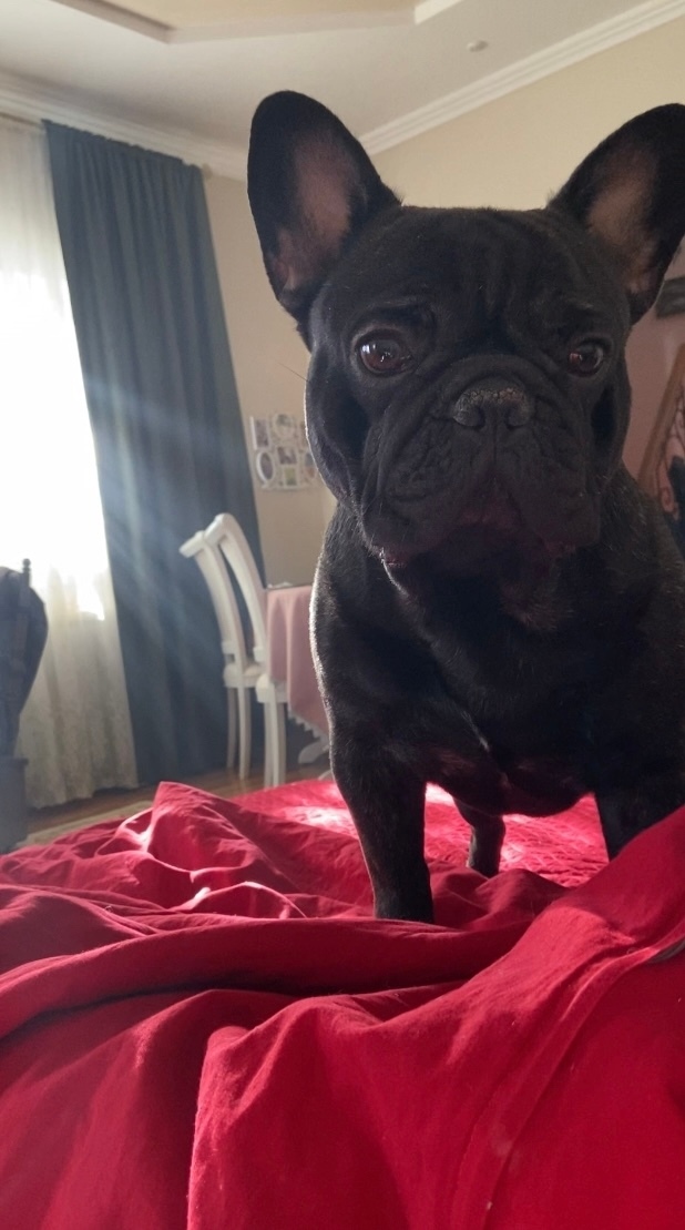 Пропала собака в Тольятти — фото объявления