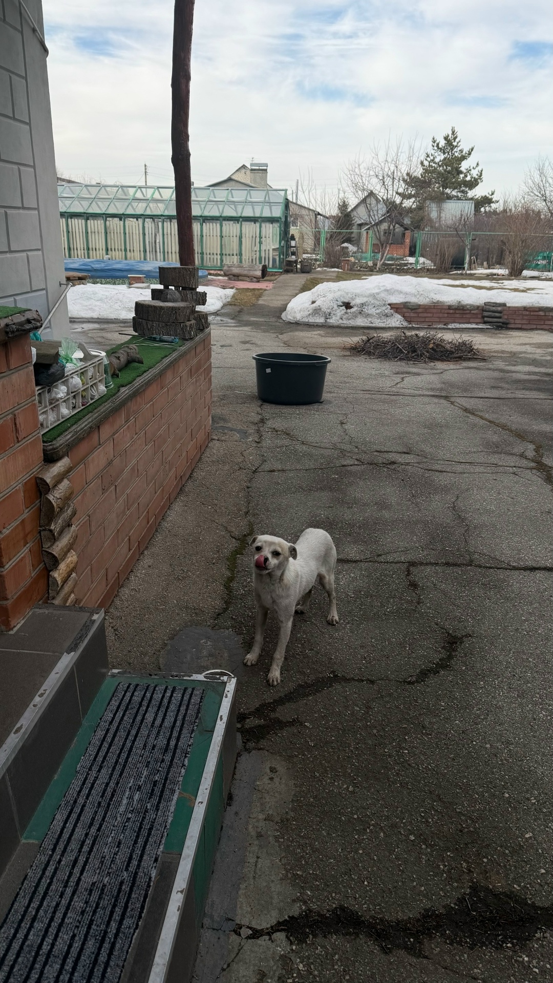 Найдена собака в Тольятти — фото объявления