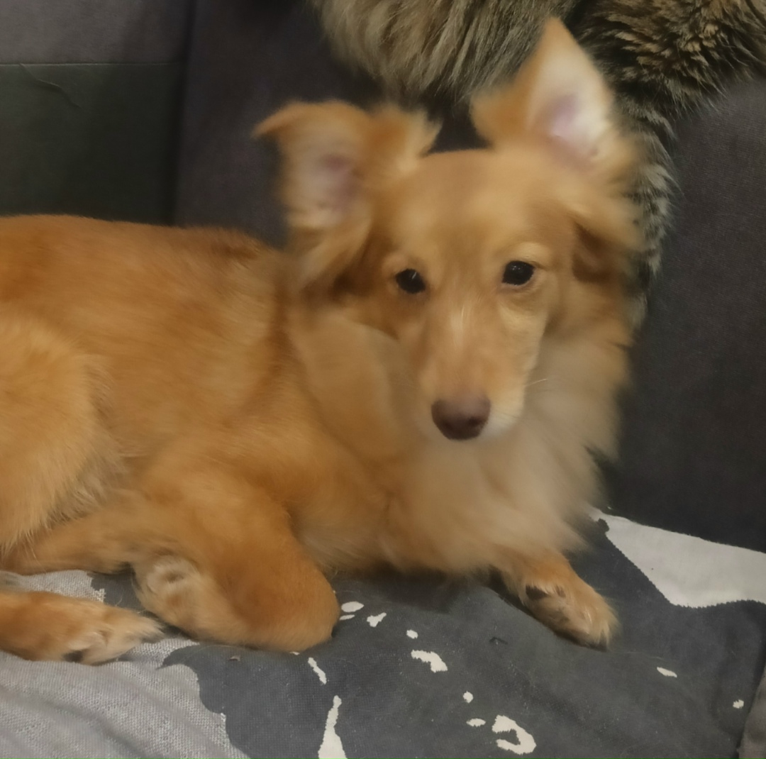 Пропала собака в Тольятти — фото объявления