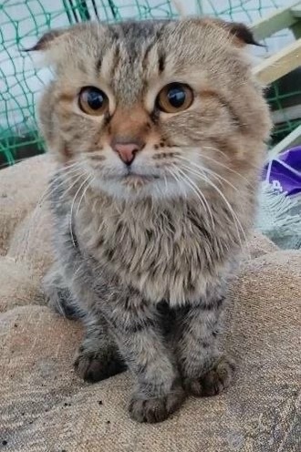 Найдена кошка в Тольятти — фото объявления