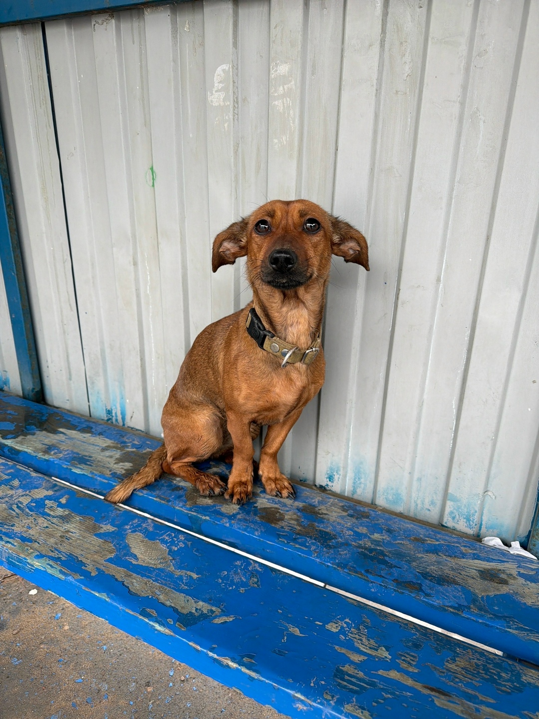 Найдена собака в Тольятти — фото объявления