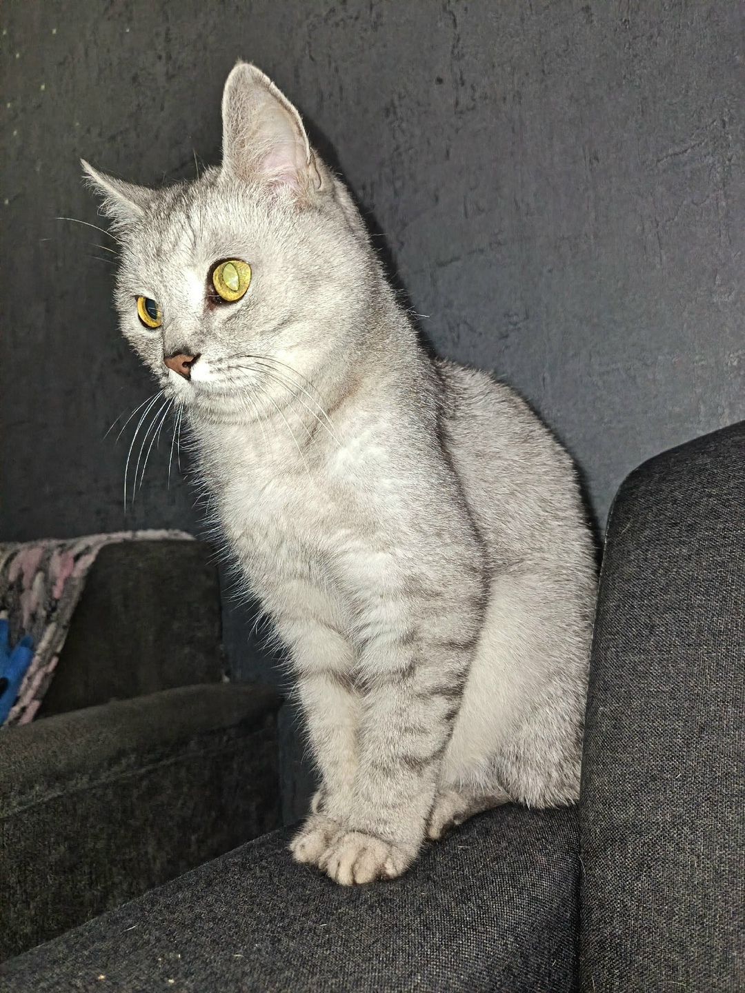 Найдена кошка в Тольятти — фото объявления