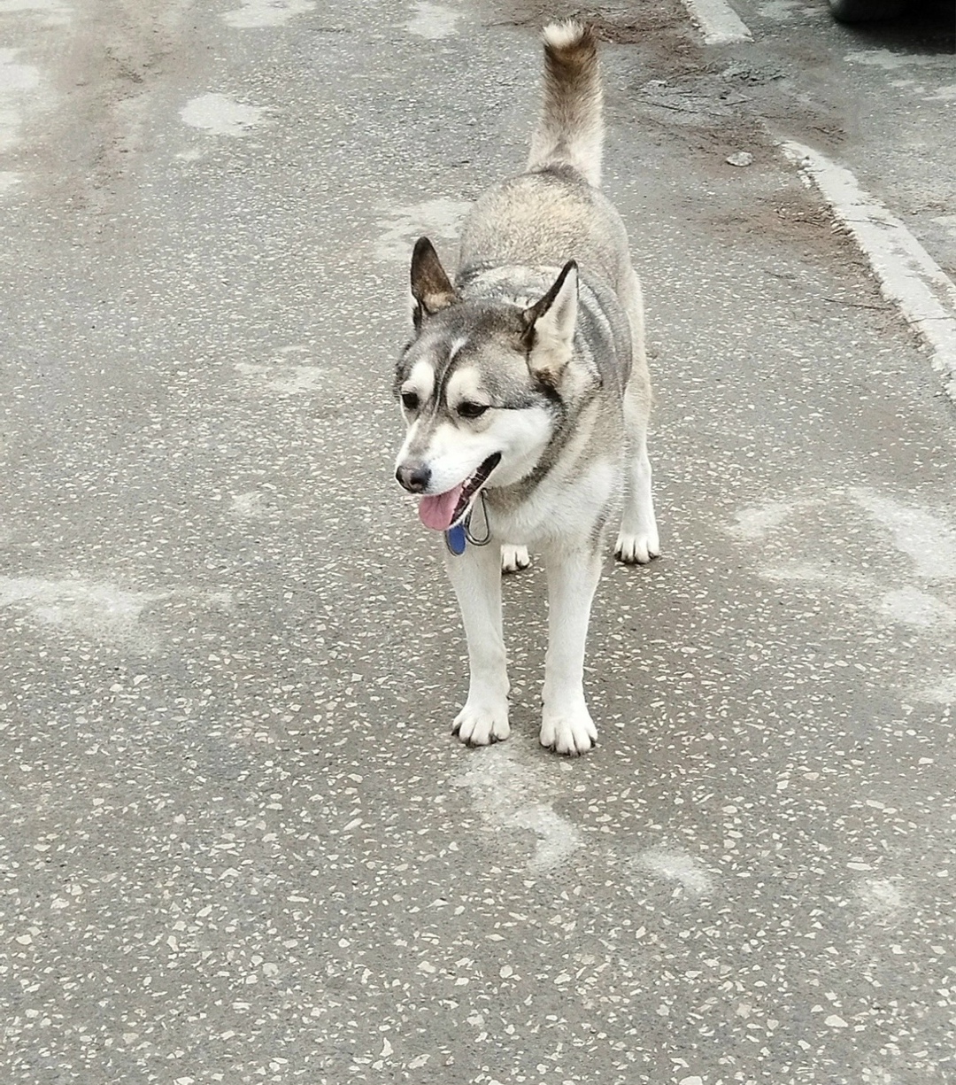 Найдена собака в Тольятти — фото объявления