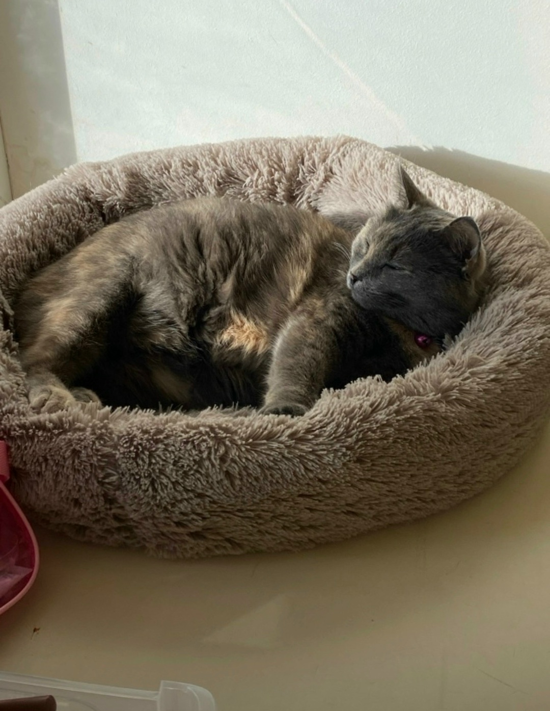 Пропала кошка в Тольятти — фото объявления