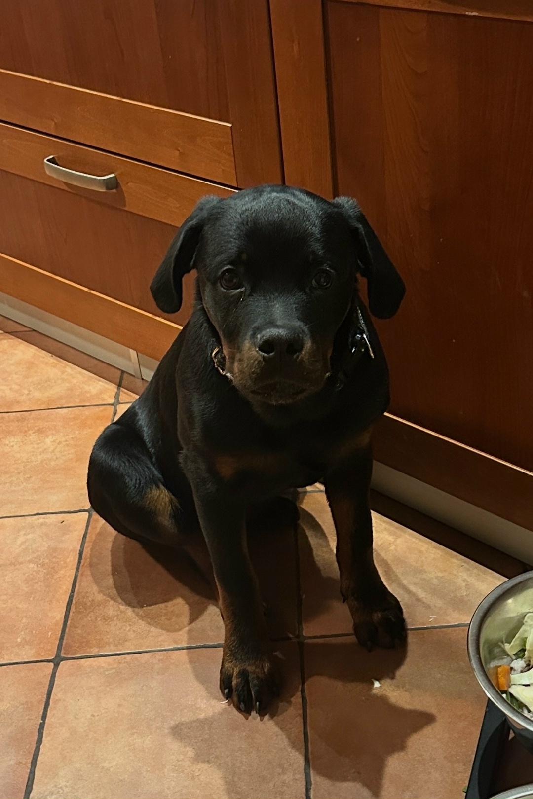 Пропала собака в Тольятти — фото объявления