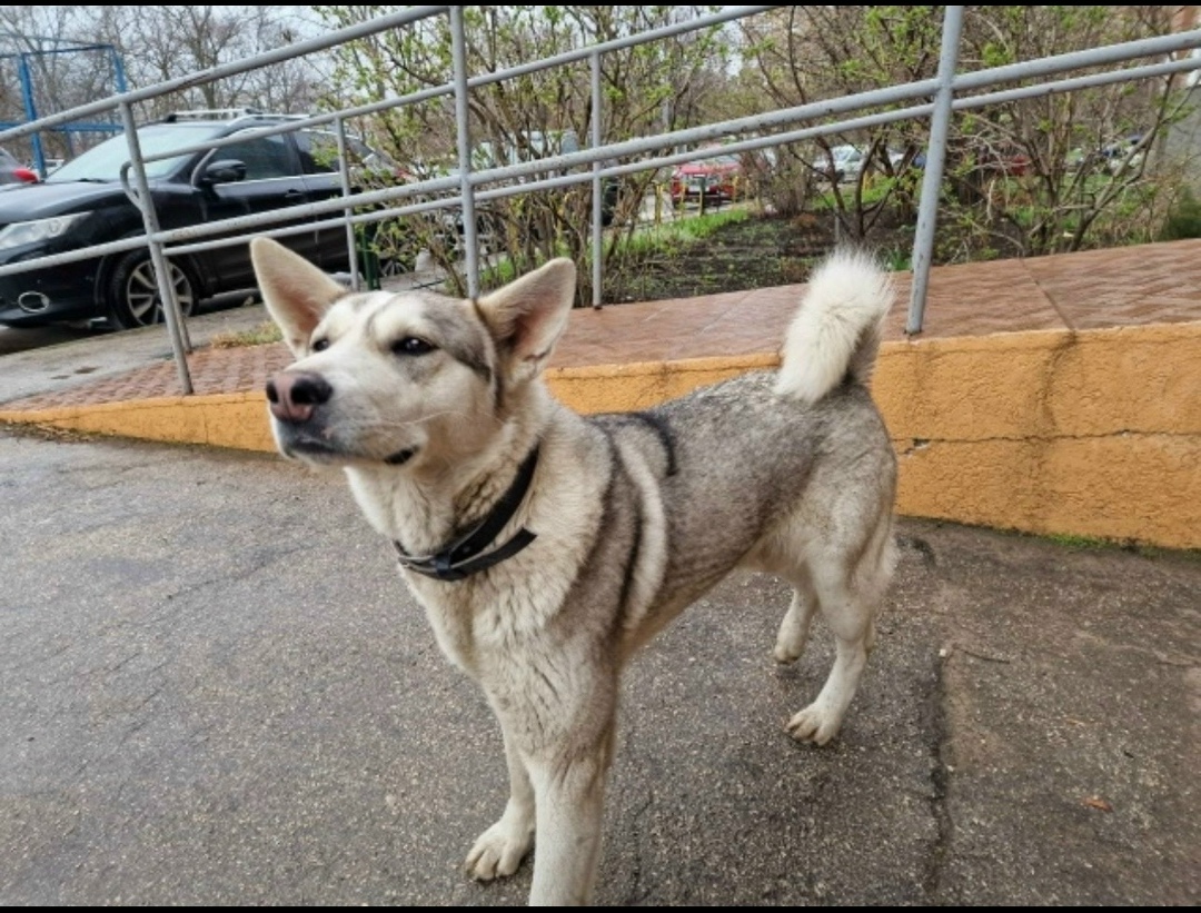 Найдена собака в Тольятти — фото объявления