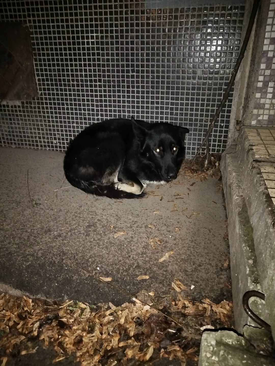 Найдена собака в Тольятти — фото объявления