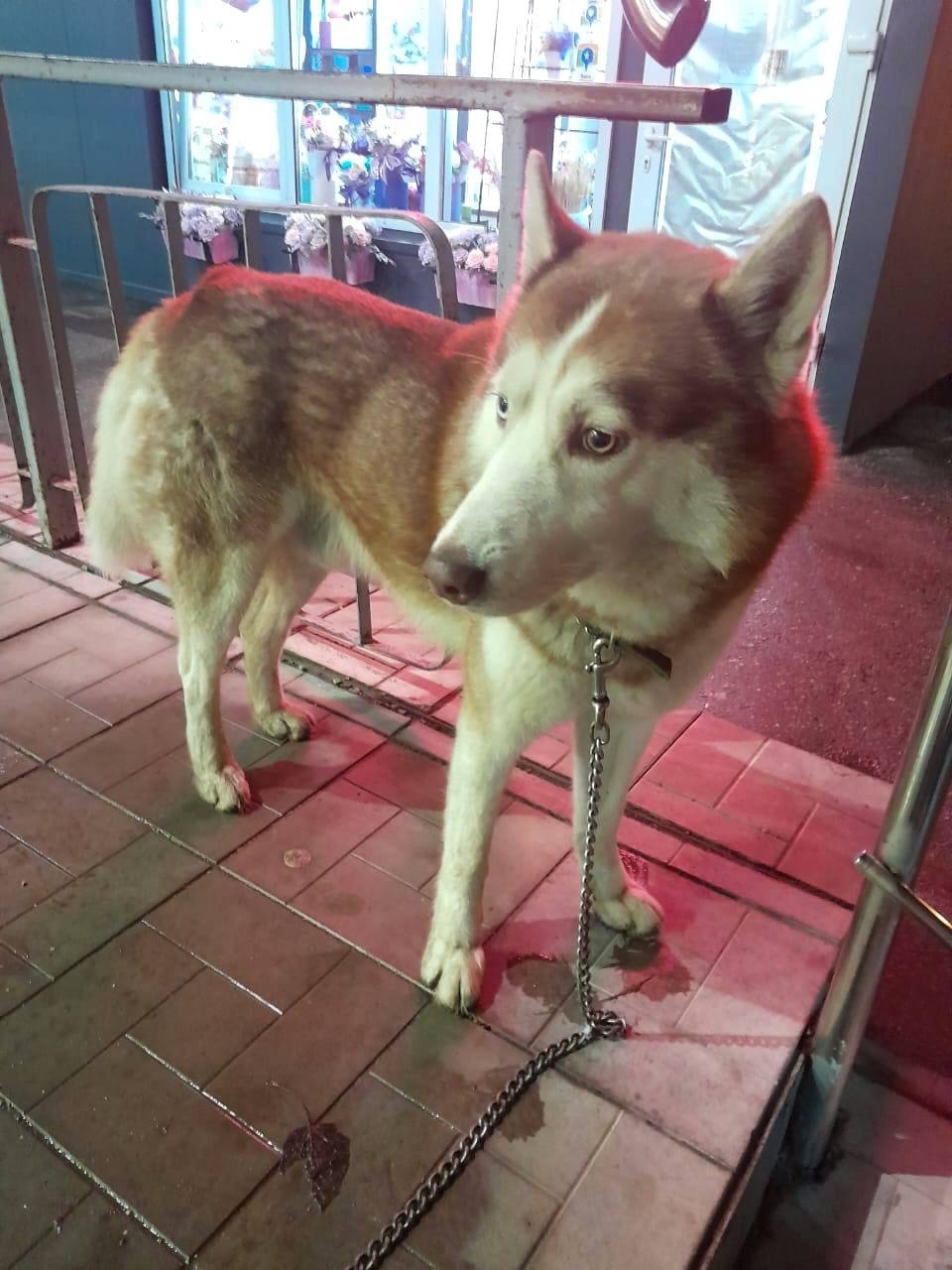 Найдена собака в Тольятти — фото объявления