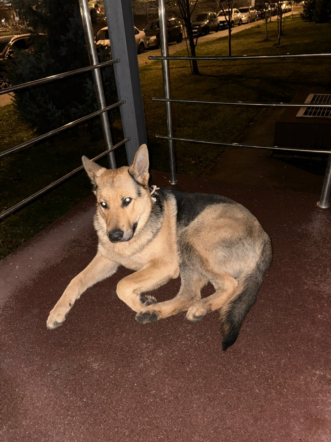Пропала собака в Тольятти — фото объявления