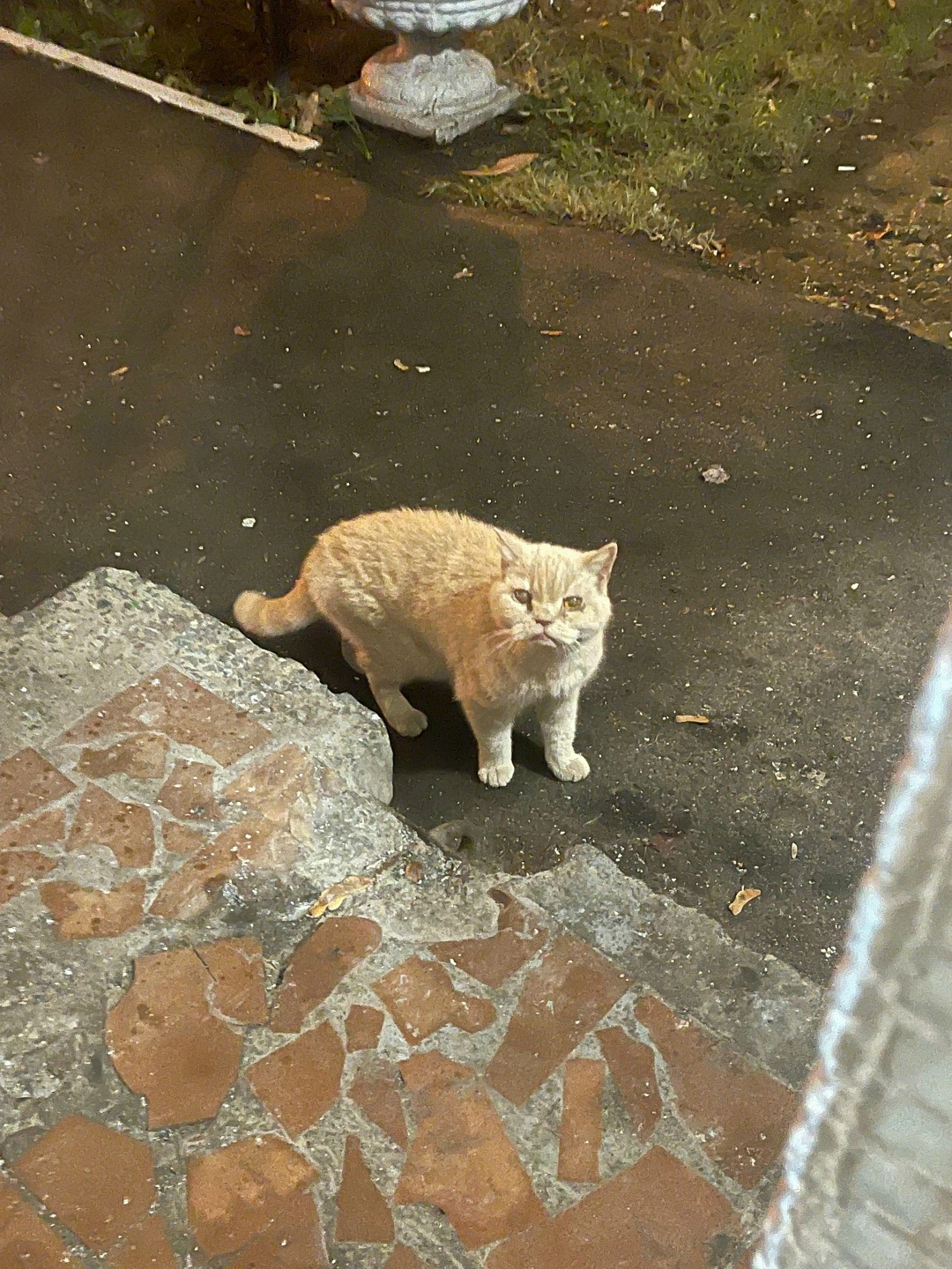 Найдена собака в Тольятти — фото объявления