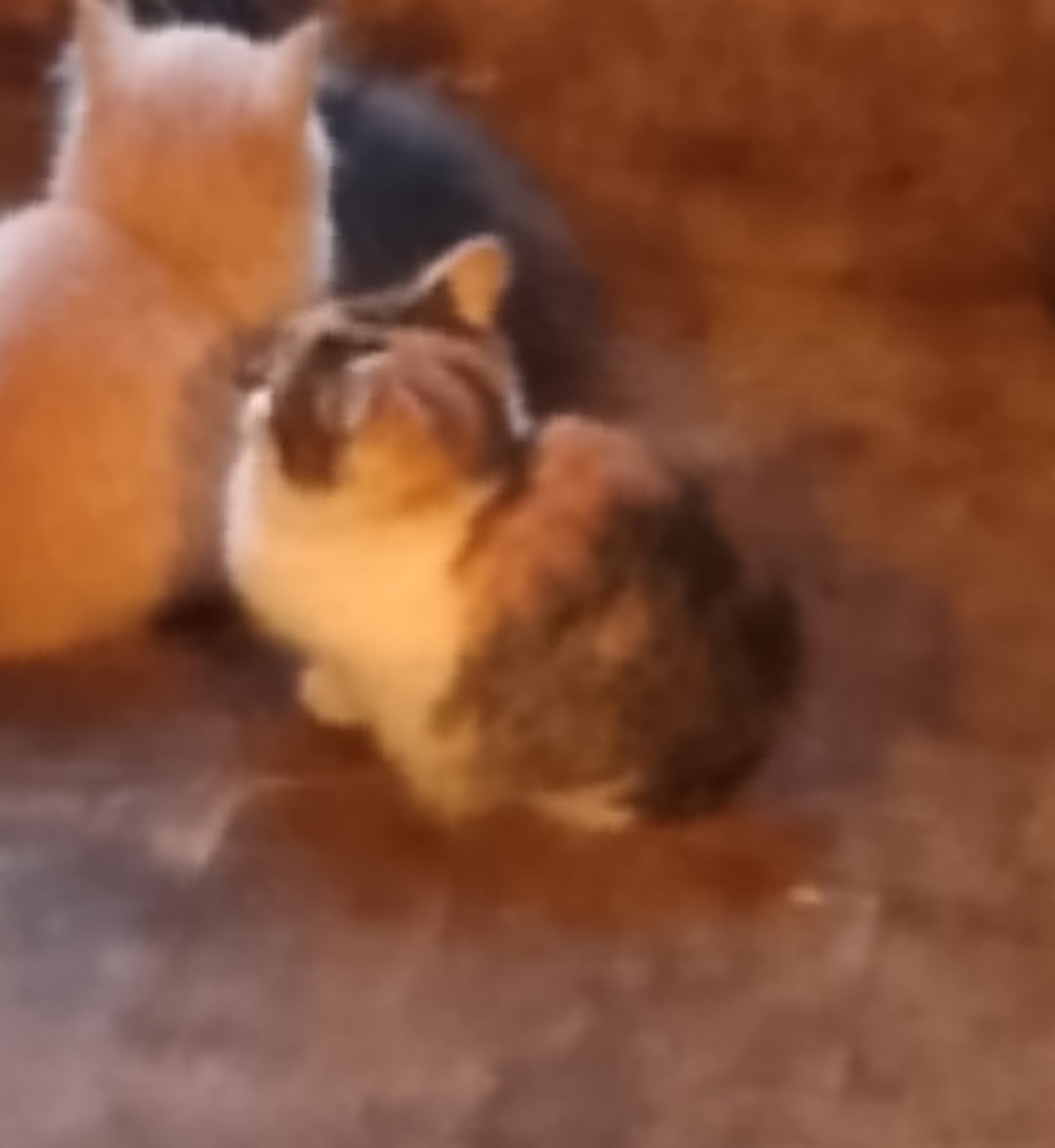 Пропала кошка в Тольятти — фото объявления