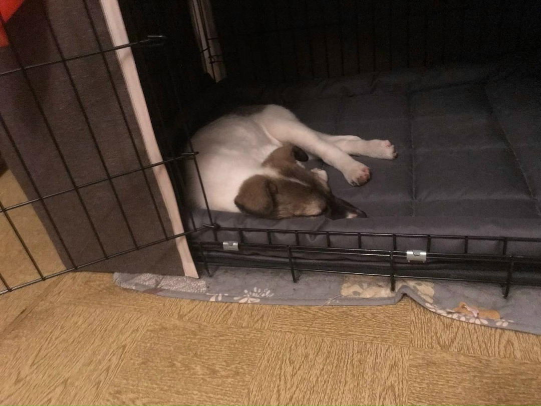 Найдена собака в Тольятти — фото объявления