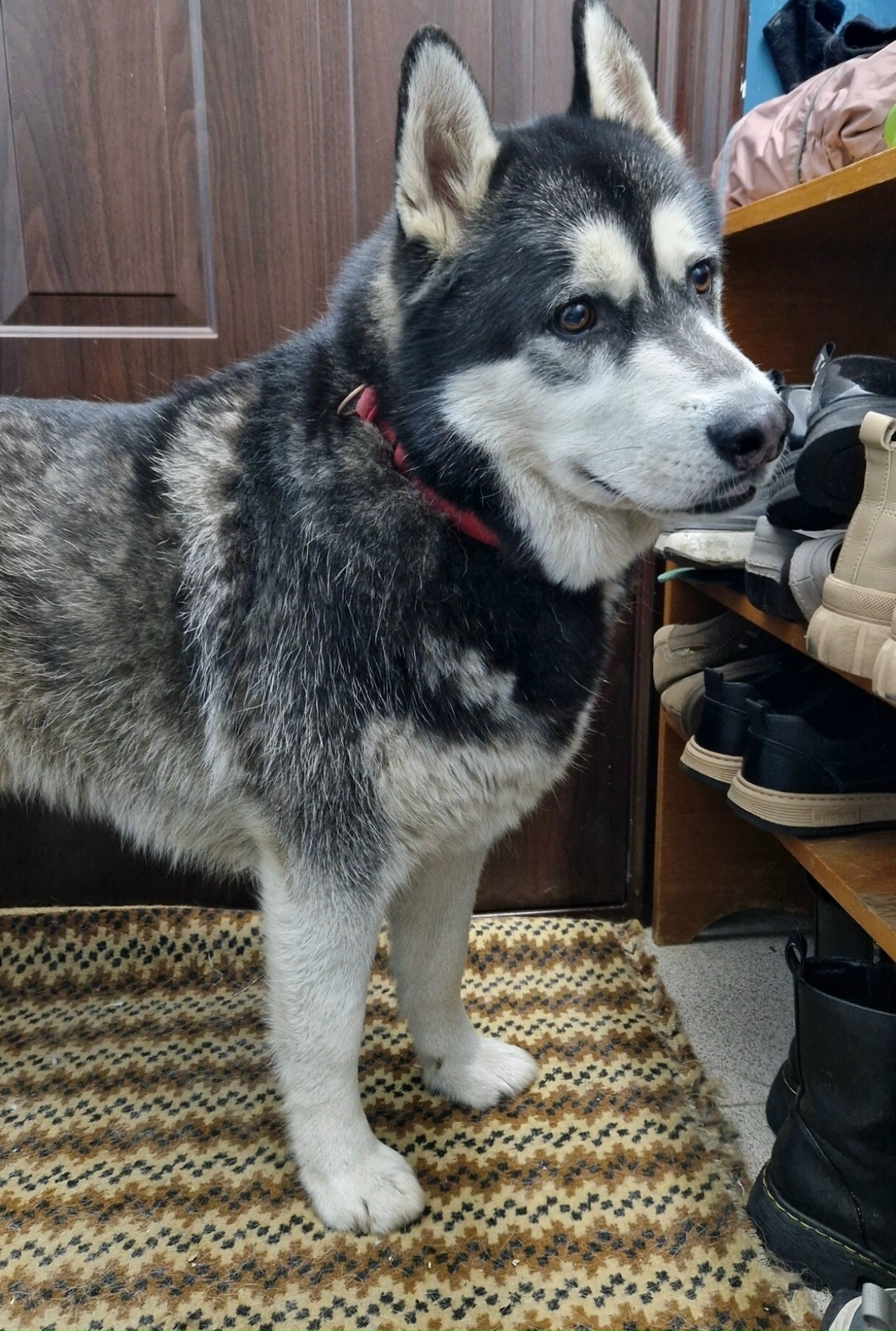 Найдена собака в Тольятти — фото объявления