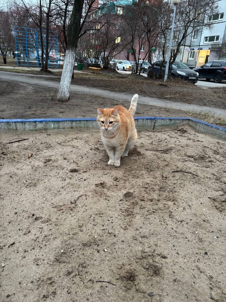 Найдена кошка в Тольятти — фото объявления