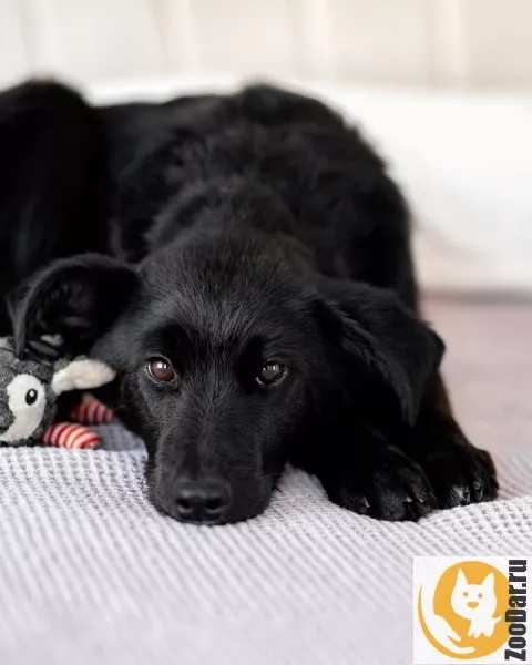 Пропала собака в Тольятти — фото объявления