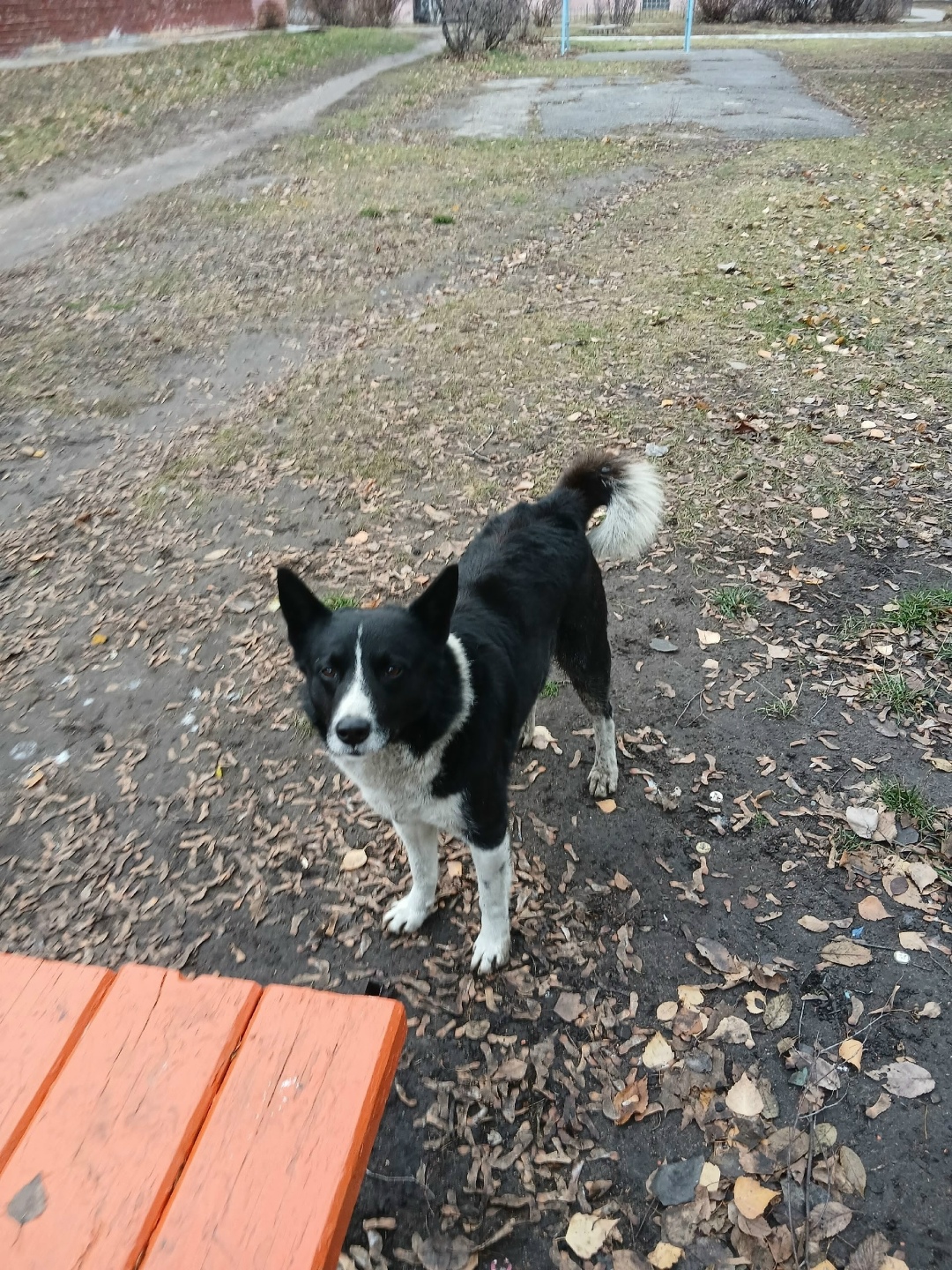 Пропала собака в Тольятти — фото объявления