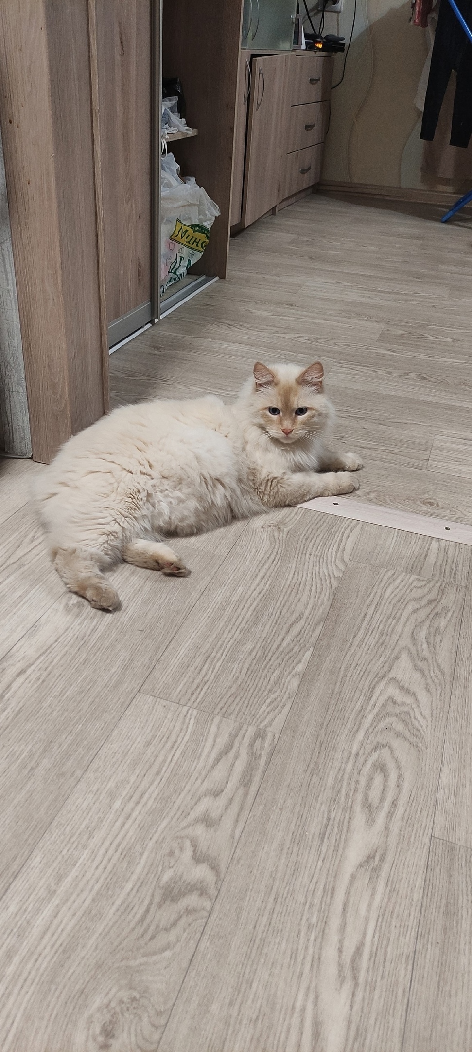 Пропала кошка в Тольятти — фото объявления