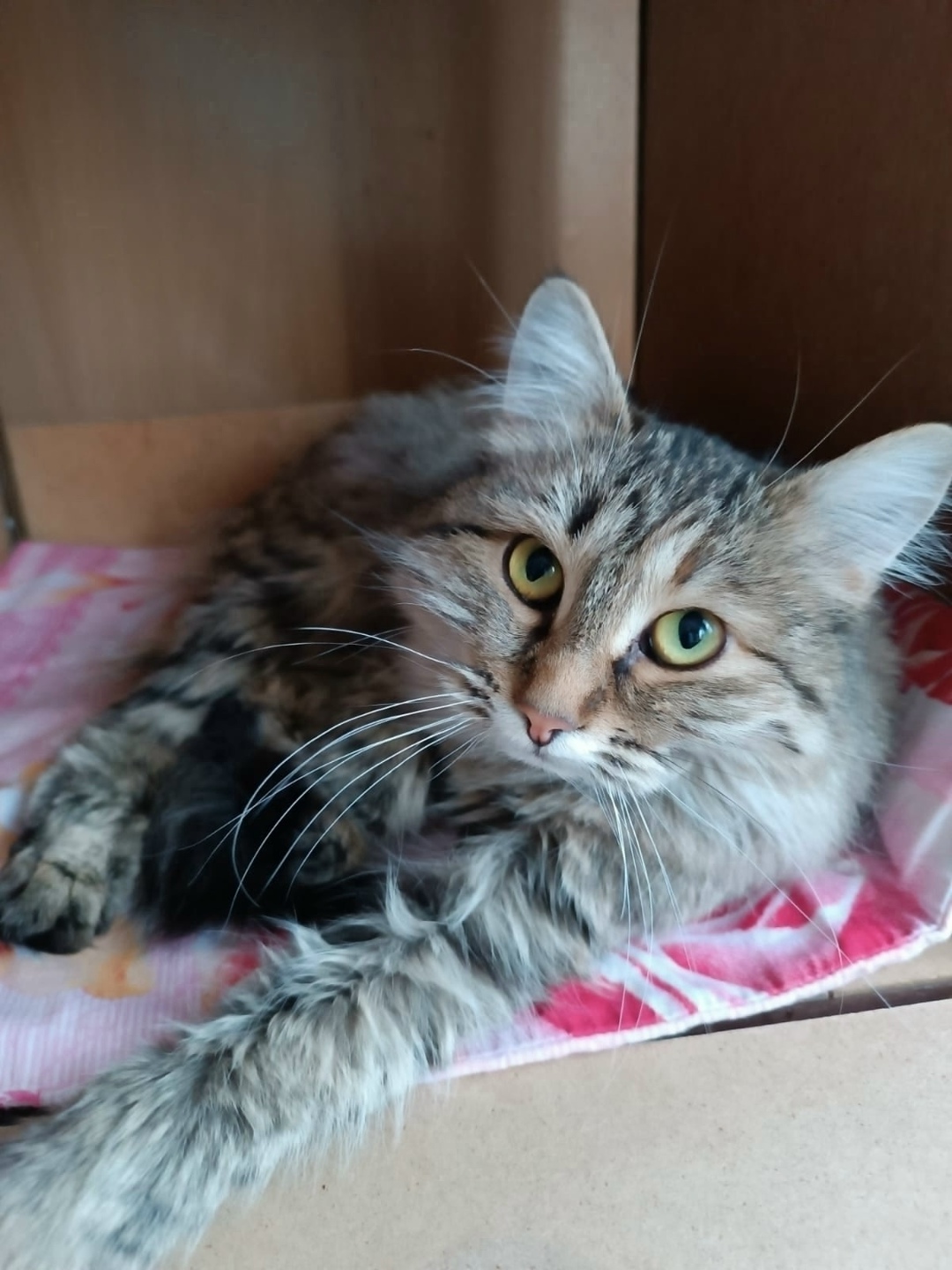 Найдена кошка в Тольятти — фото объявления