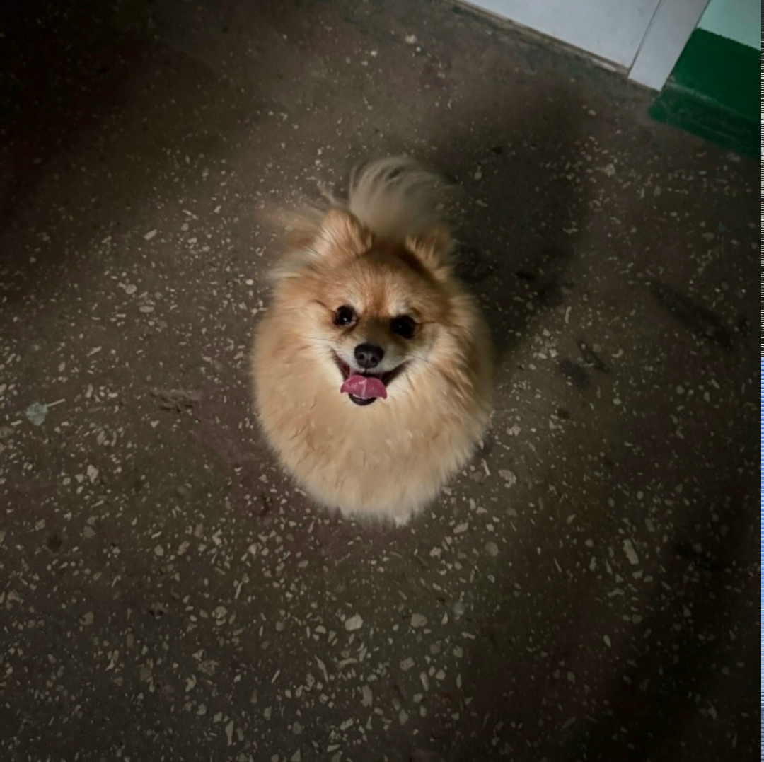 Найдена собака в Тольятти — фото объявления