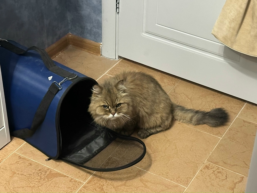 Найдена кошка в Тольятти — фото объявления