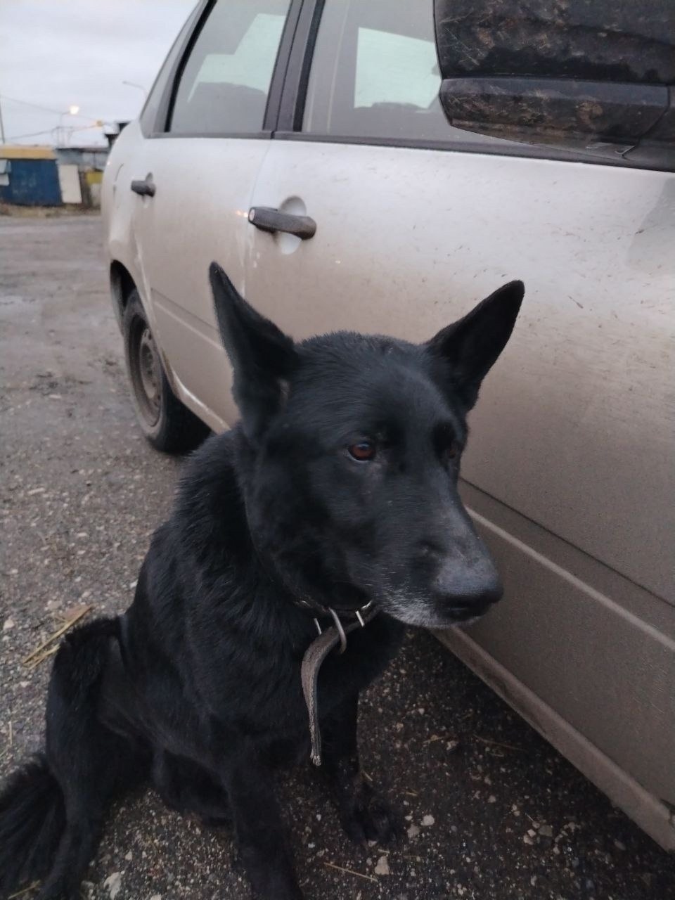 Найдена собака в Тольятти — фото объявления