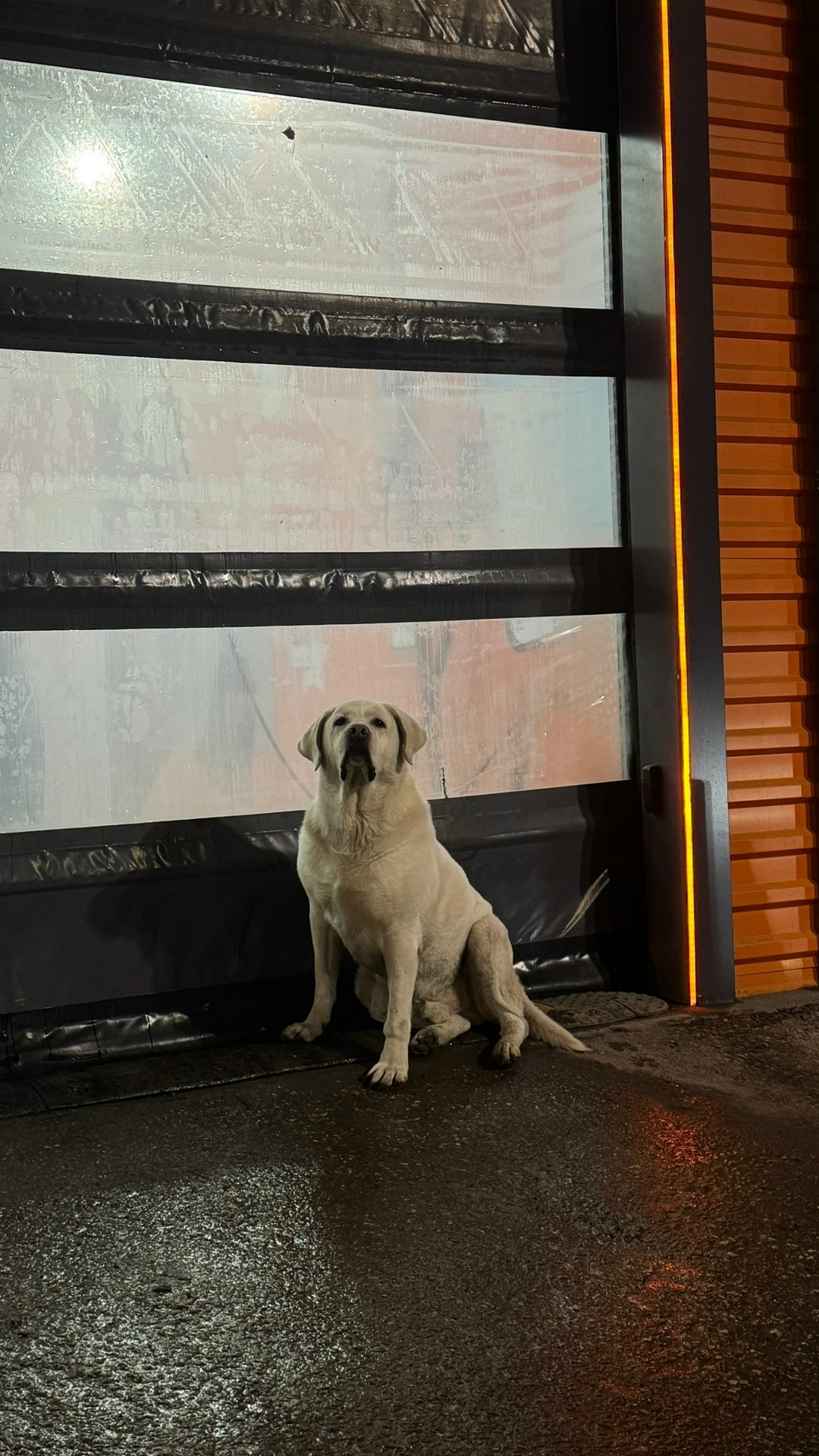 Найдена собака в Тольятти — фото объявления