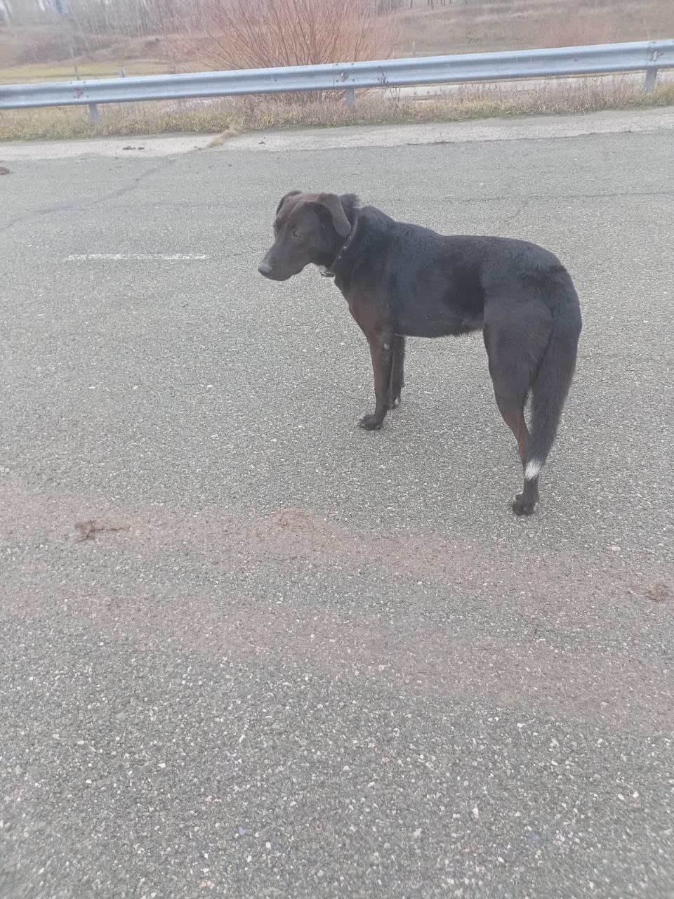 Найдена собака в Тольятти — фото объявления