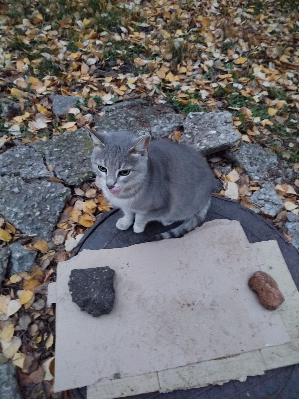 Найдена кошка в Тольятти — фото объявления