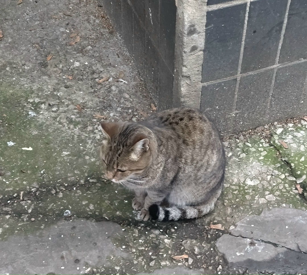 Найдена кошка в Тольятти — фото объявления