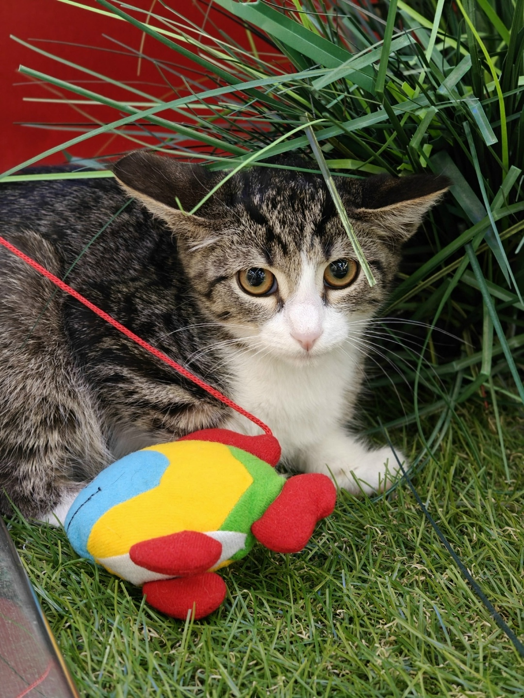 Найдена кошка в Тольятти — фото объявления