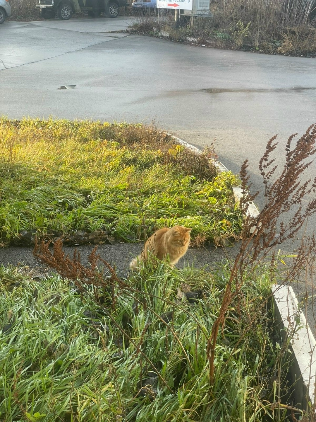 Найдена кошка в Тольятти — фото объявления