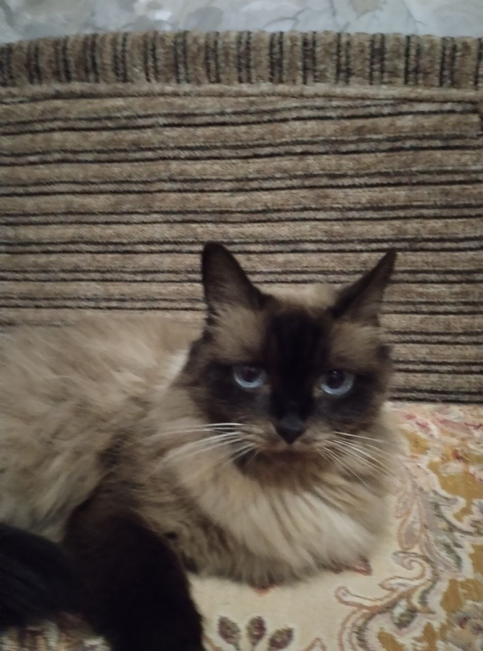 Пропала кошка в Тольятти — фото объявления