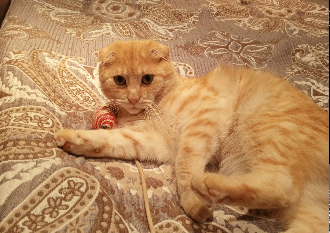 Пропала кошка в Тольятти — фото объявления