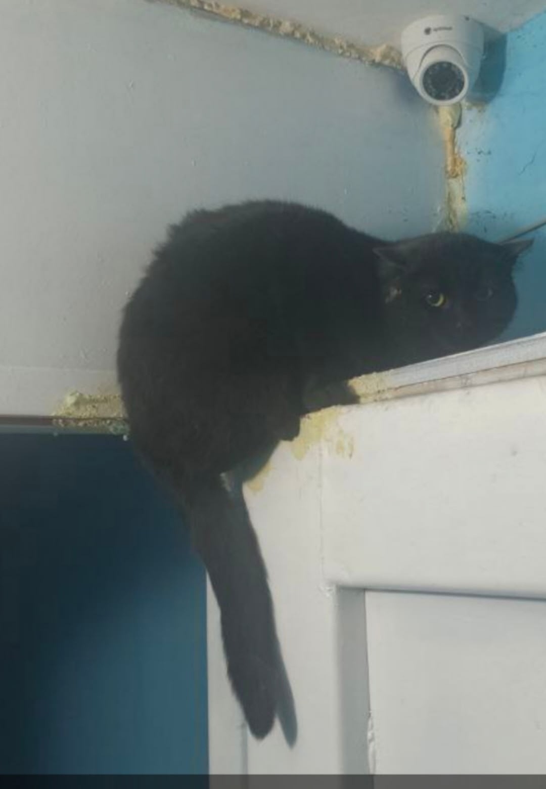 Найдена кошка в Тольятти — фото объявления