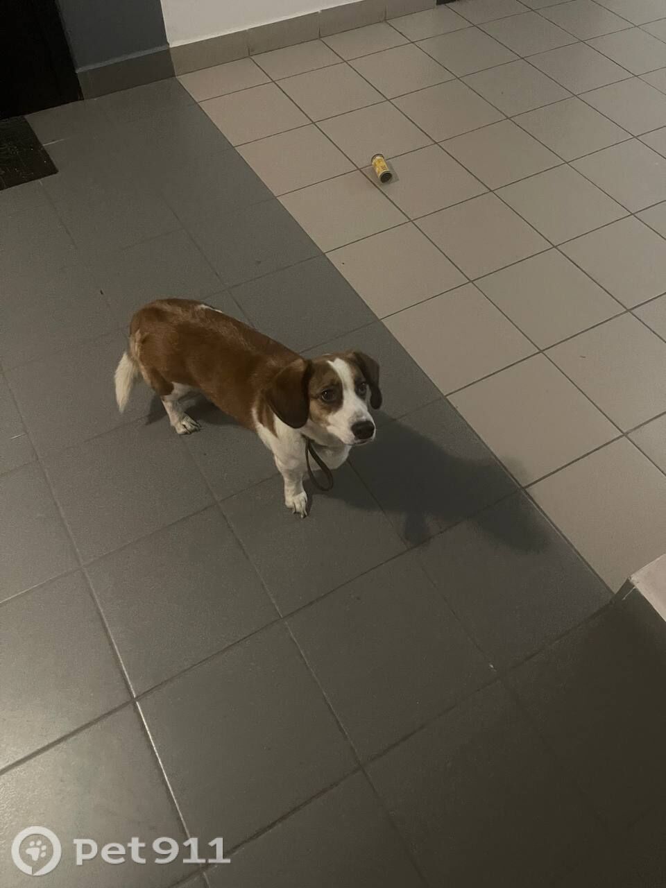 Найдена собака в Тюмени — фото объявления