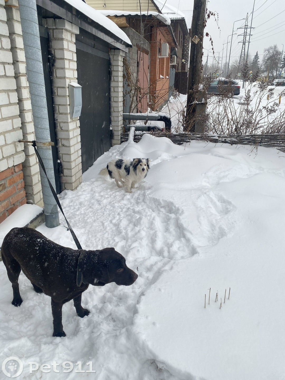 Найдена собака в Тюмени — фото объявления